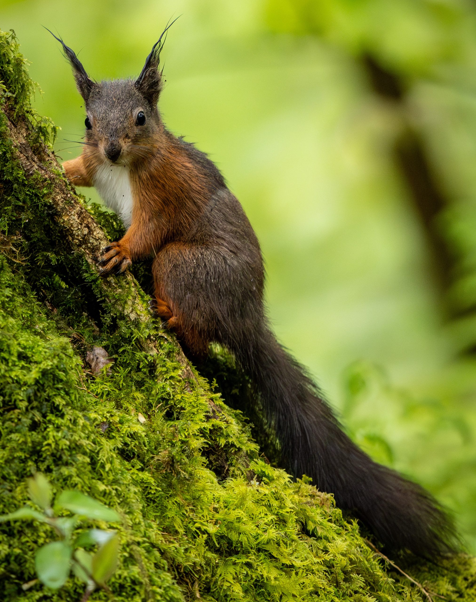 Una ardilla roja en Dingle Wood, Anglesey